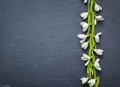 Tischset I Platzset "Schneeglöckchen-Band Auf Schiefertafel" 12 Stück Aus Papier